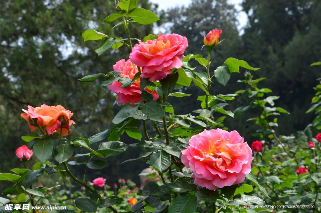 月季花