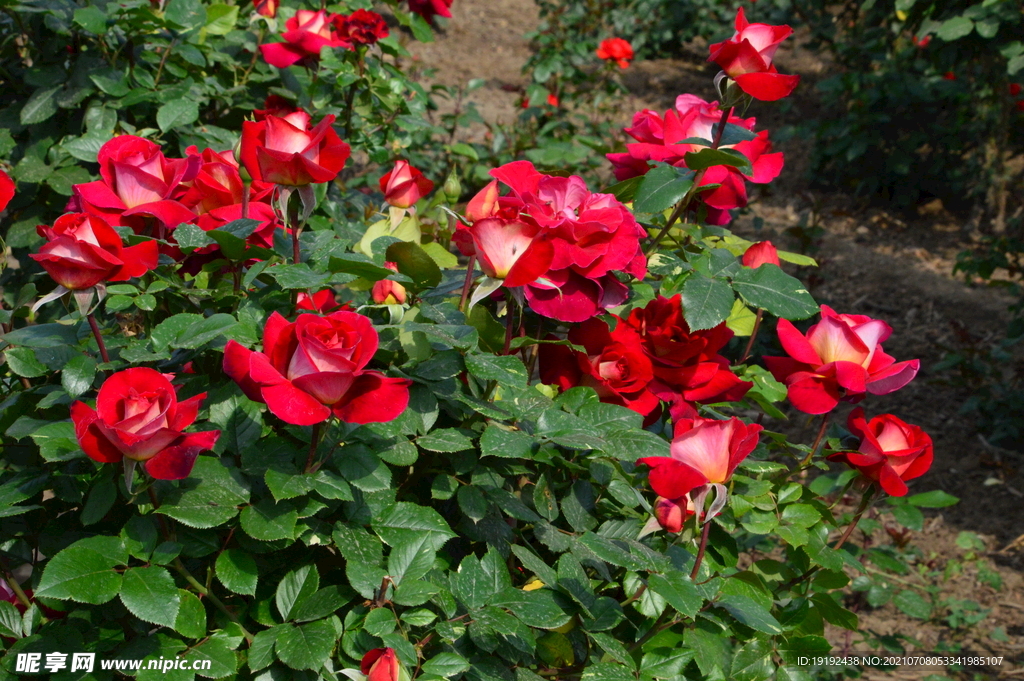 月季花