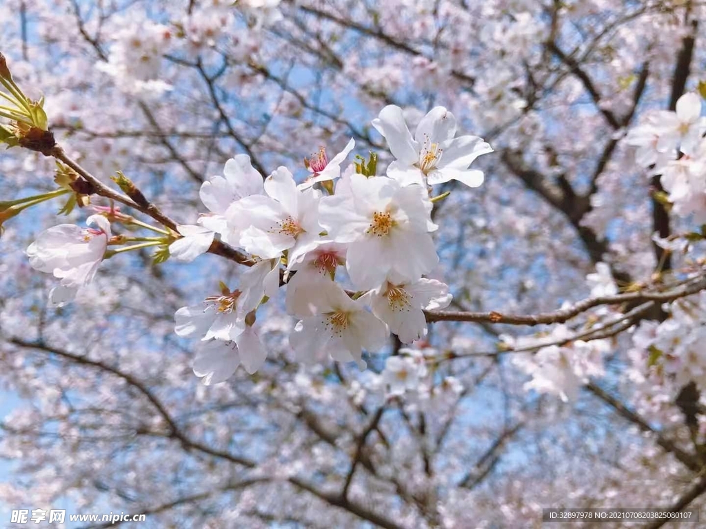 樱花