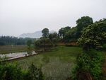 田园风光