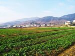 田野