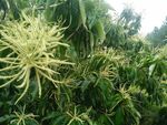 栗花