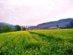 田园风光