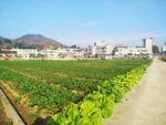 田园风光