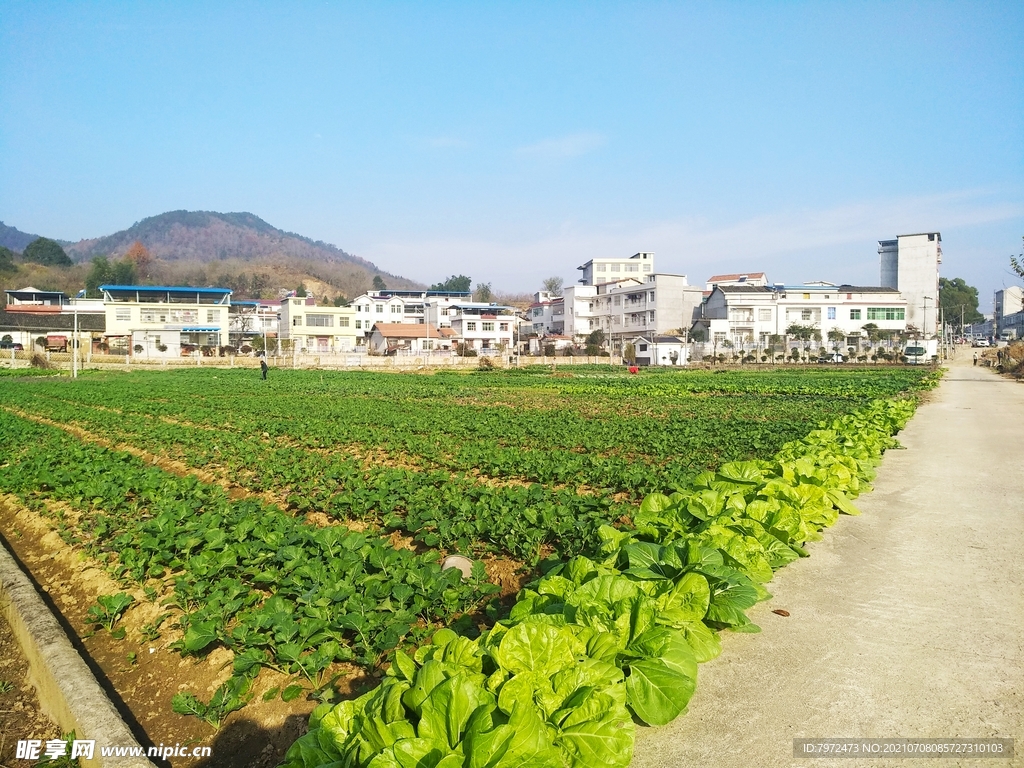 田园风光