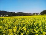 田园风光