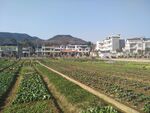 田野