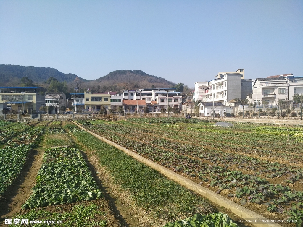 田野