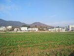 田野 