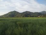 田野