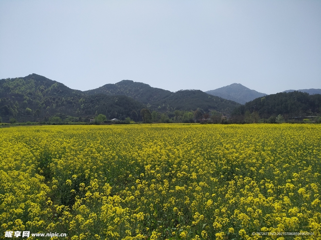 春天的田野