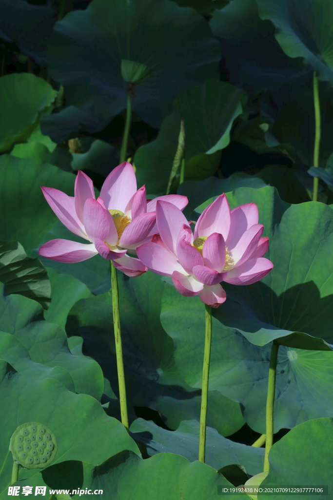 荷花 