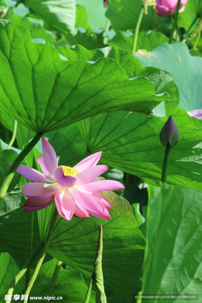 荷花