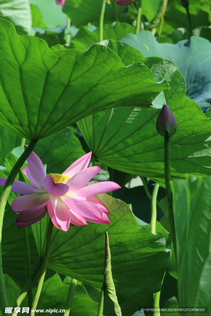 荷花  