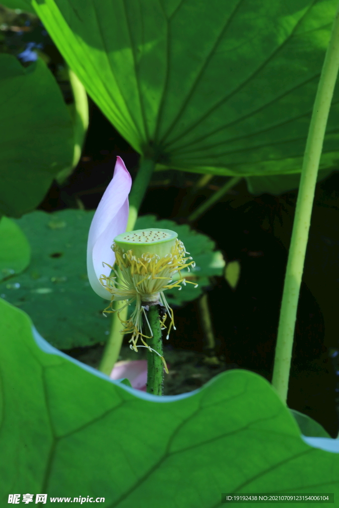 荷花