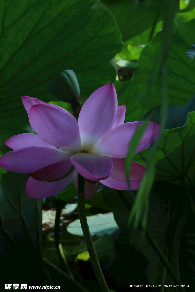 荷花  