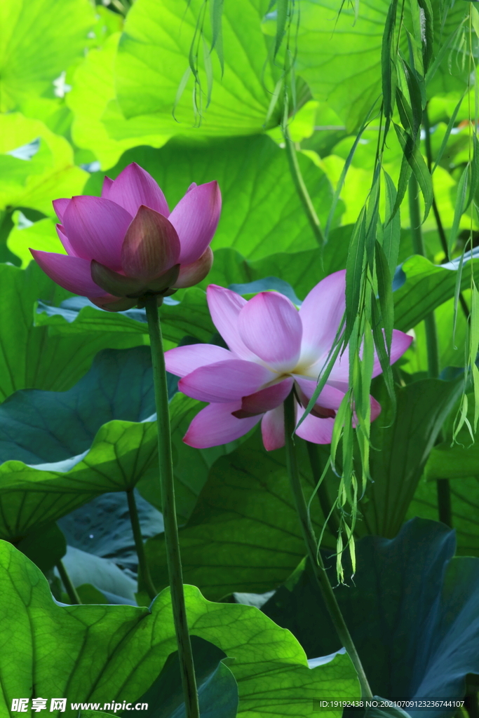 荷花  