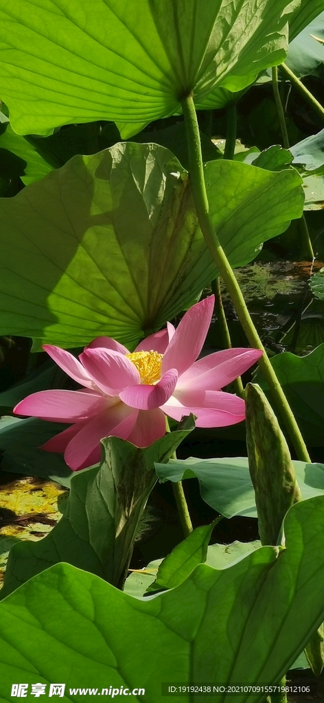 荷花 
