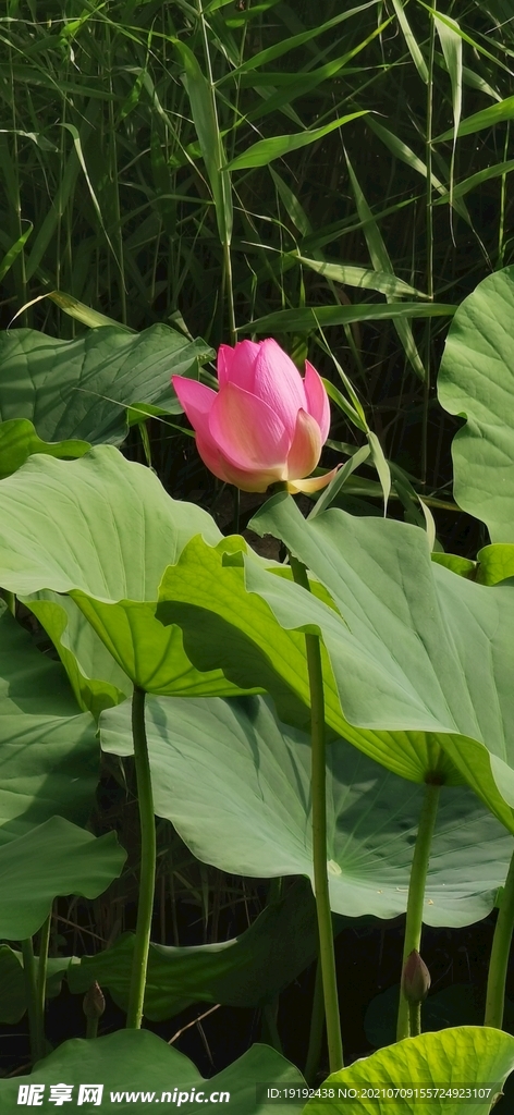 荷花 