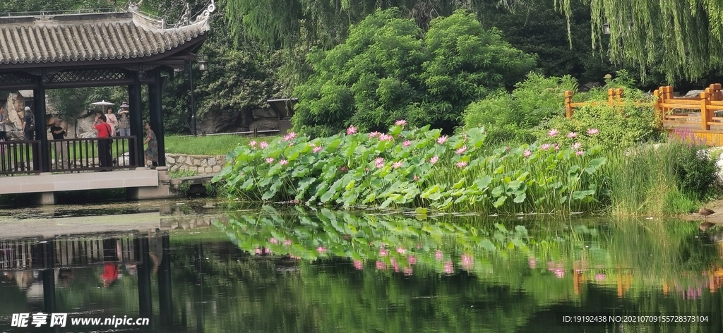 荷花 