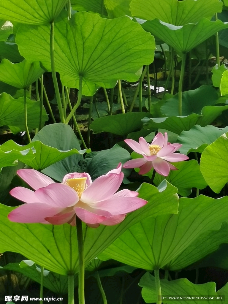 荷花