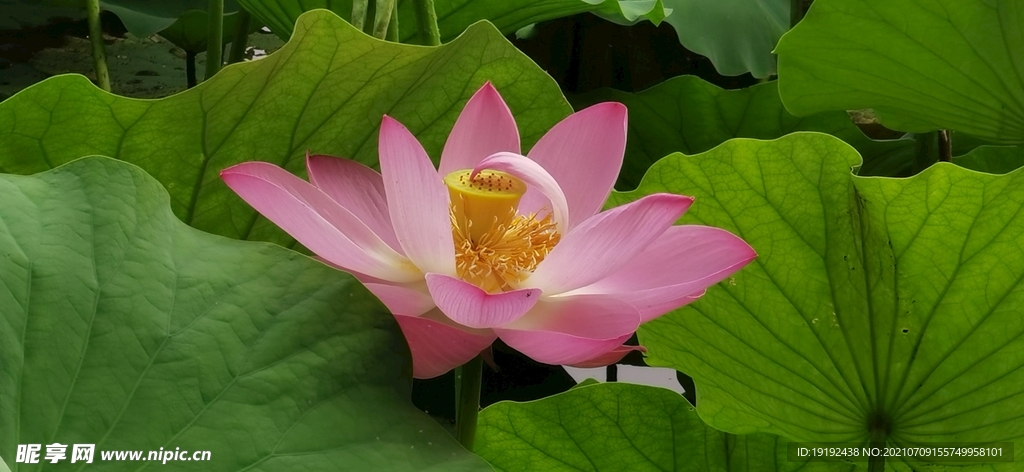 荷花