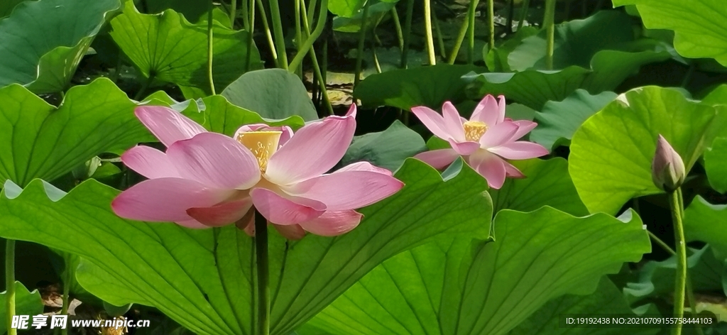 荷花