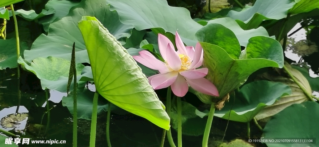 荷花 