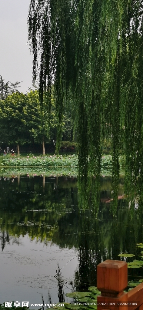 荷塘风景  