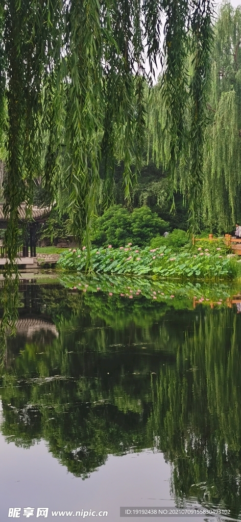 荷塘风景