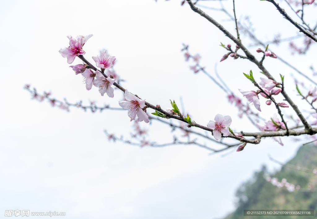 梅花