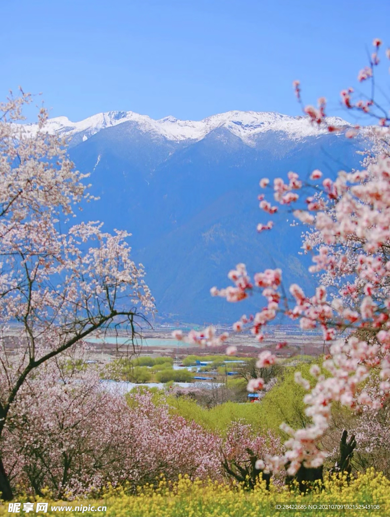 樱花树