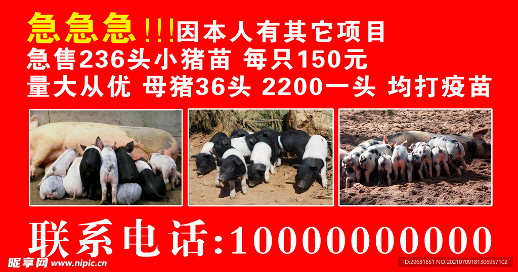 出售猪