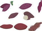 矢量红薯紫薯