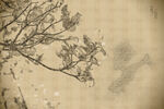 花卉手绘素描国画插画装饰画