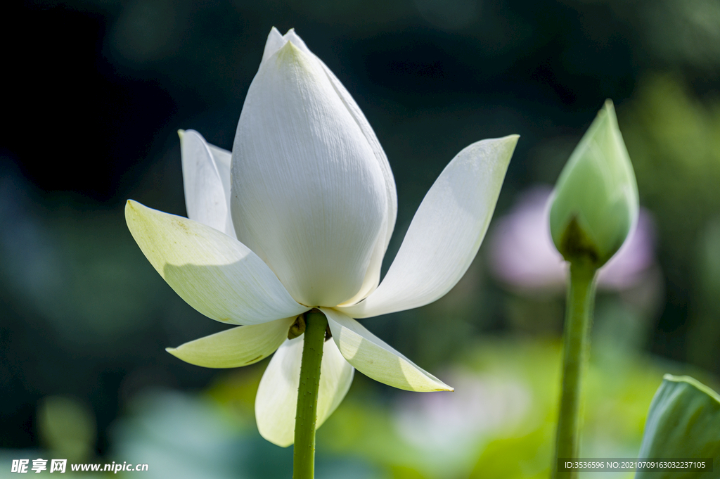 圣洁的白莲花