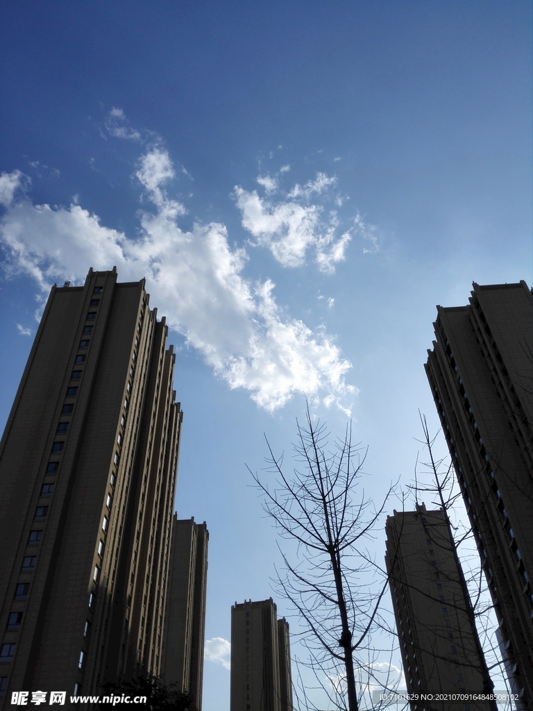 楼中小树