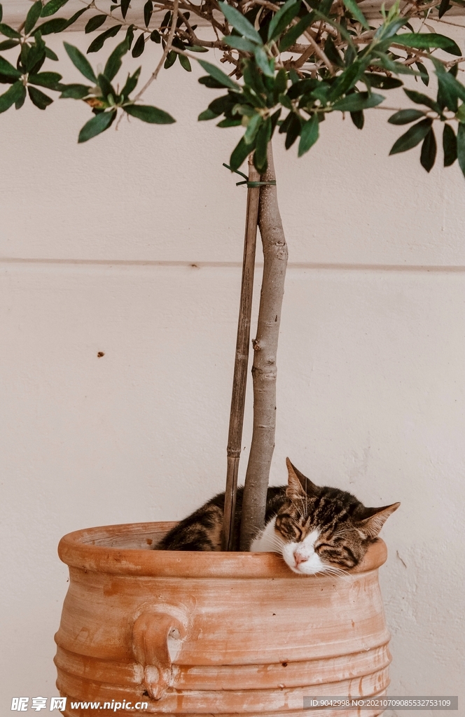 植物