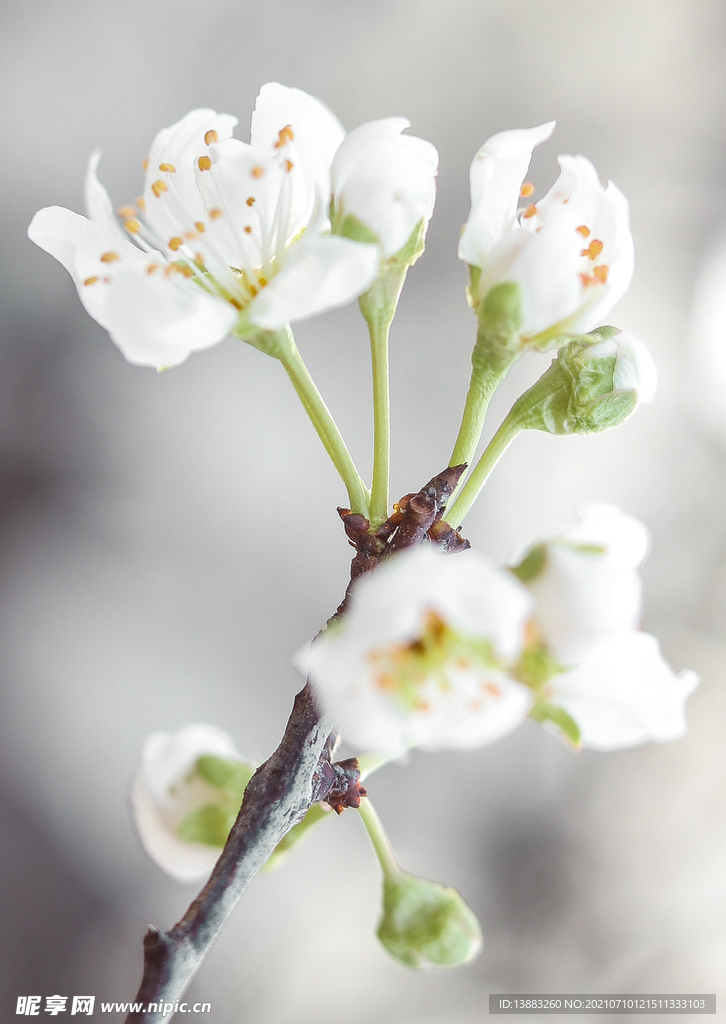 春天的花  梨花