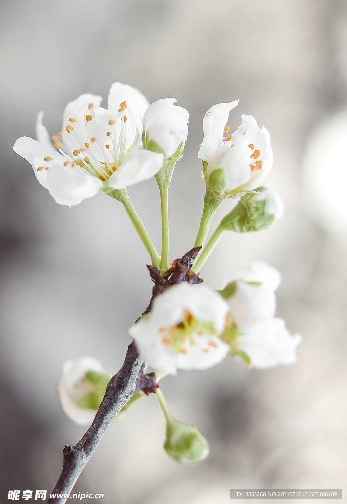 春天的花