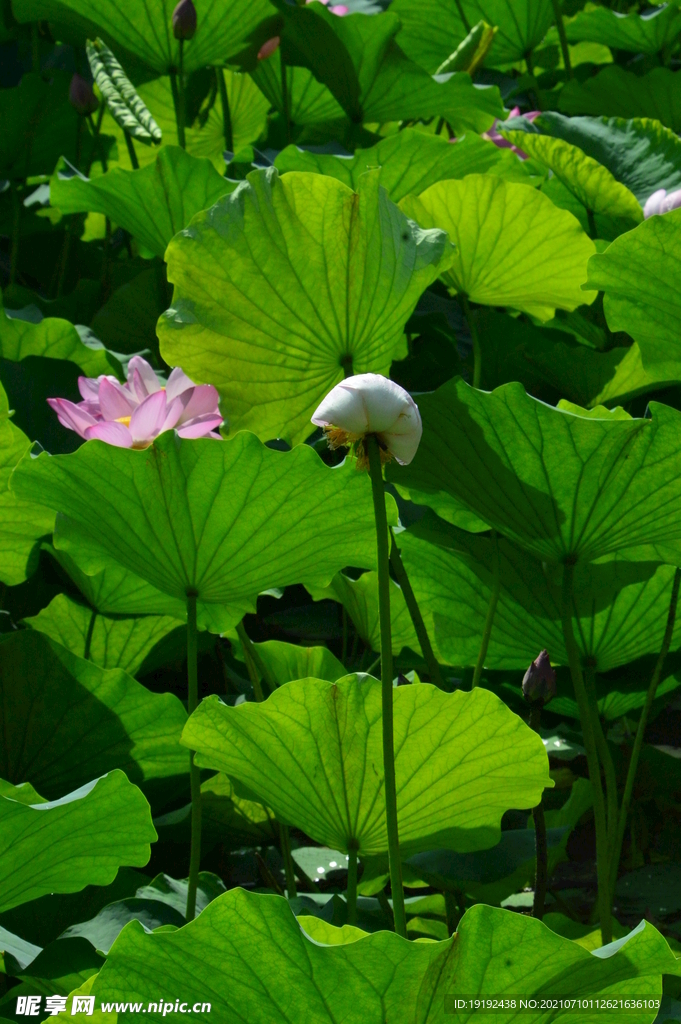 荷花