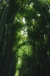 森林