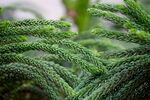 草