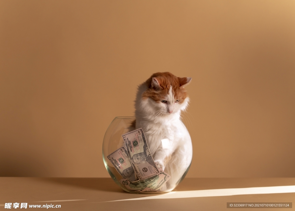 猫咪