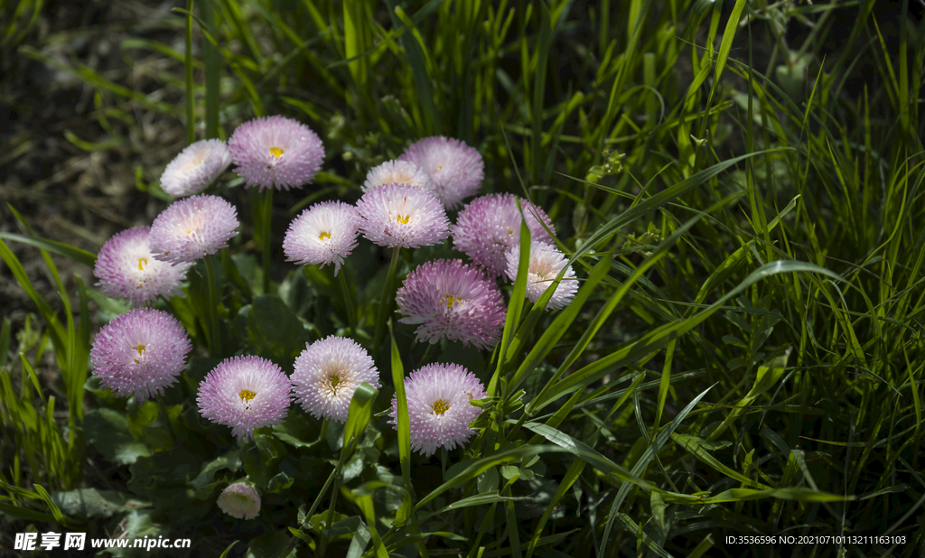 小花小草