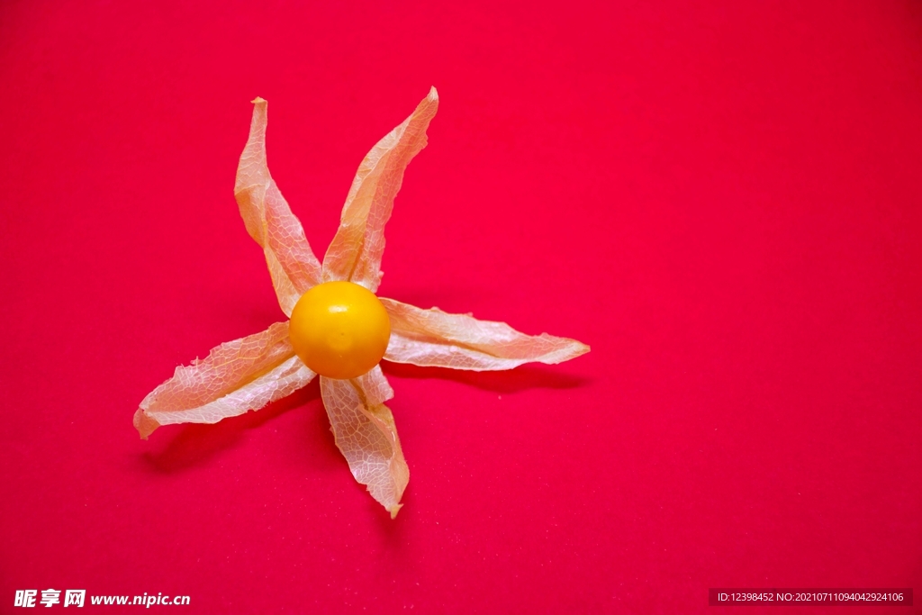 菇凉果