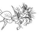 金银花