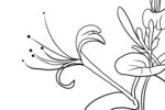 金银花 