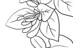 金银花