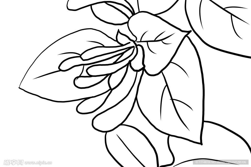 金银花